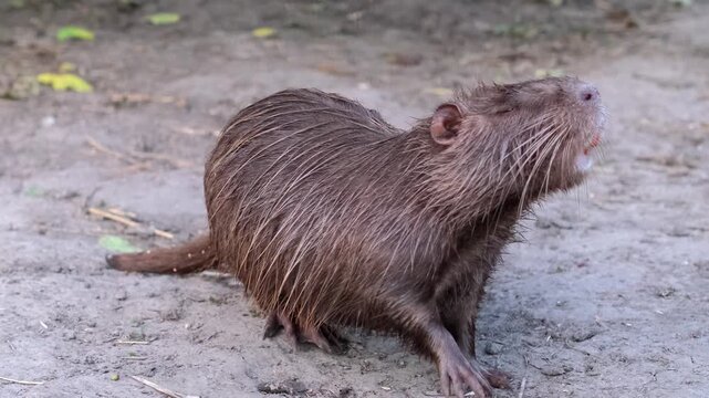 A close-up side view of a wet brown nutria sniffing the ground outdoors in its enclosure. Animal husbandry on a farm. Nutria rearing and breeding.