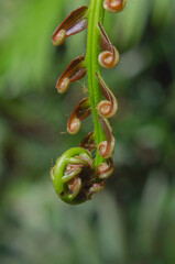 Macro shot of vertical spiraling green fern fiddlehead frond in forest © chris