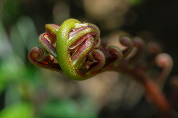 Macro close up of coiled young green fern frond in forest © chris