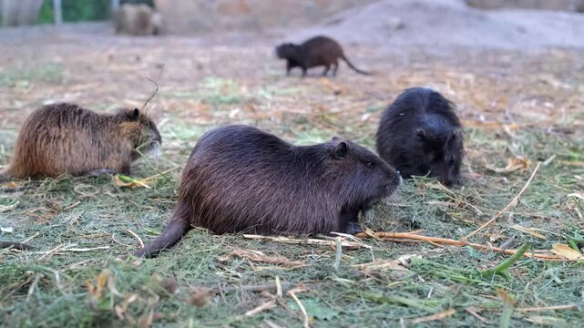 A group of brown and dark nutrias eat and move around on dry grass and straw in an open-air enclosure. Nutria breeding. Animal husbandry.
