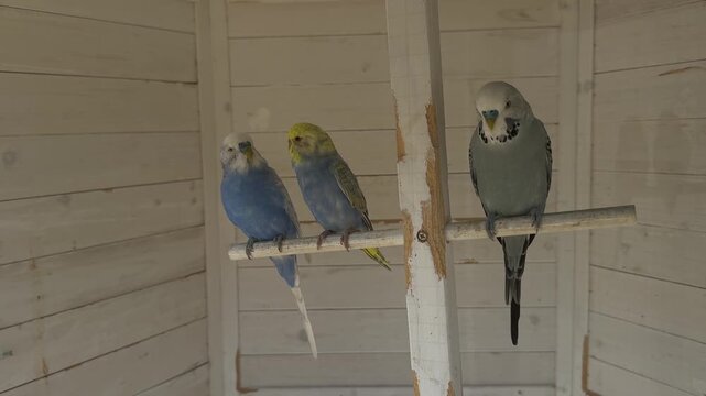 Colorful budgerigars perched inside aviary with blue yellow and gray pet parakeets in indoor bird enclosure habitat