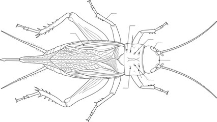 Detailed black and white vector illustration of a cricket insect anatomical chart diagram © MstRowshan