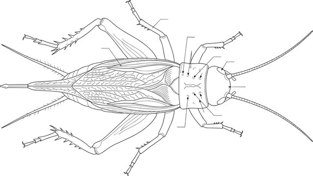 Detailed black and white vector illustration of a cricket insect anatomical chart diagram