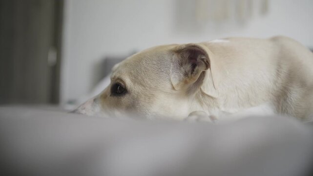 Adorable cream colored dog resting peacefully in a cozy bedroom and blinking slowly pitbull
