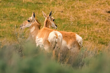 Fototapeta premium Two Pronghorn Antelope Alert in Golden Prairie Grass at Sunset, North American Wildlife Pair