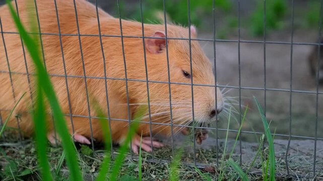 Orange Nutria (Coypu) Eating Green Plants Outdoors. Side view of a bright orange nutria sitting on sandy soil and eating green leaves near lush plants in an outdoor enclosure at the farm