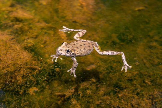 Tree Frog Floating with Legs Spread on Algae Covered Pond Water Surface, Wildlife Close Up