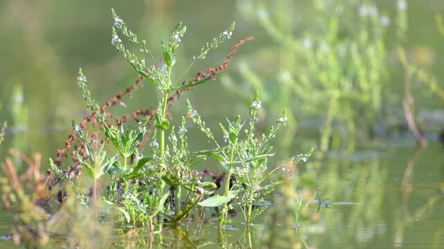 Water Speedwell in bloom growing in the water at the edge of a pond visited by a hoverfly in summer. Veronica anagallis aquatica, Syrphidae sp, Indre-et-Loire 37, r&eacute;gion Centre, France, Europe