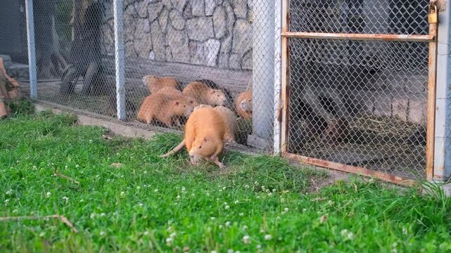 Orange Nutria Walking on Green Grass Outside Enclosure. Wide shot of a bright orange nutria walking on green lawn grass outside a metal wire enclosure with other nutrias inside.