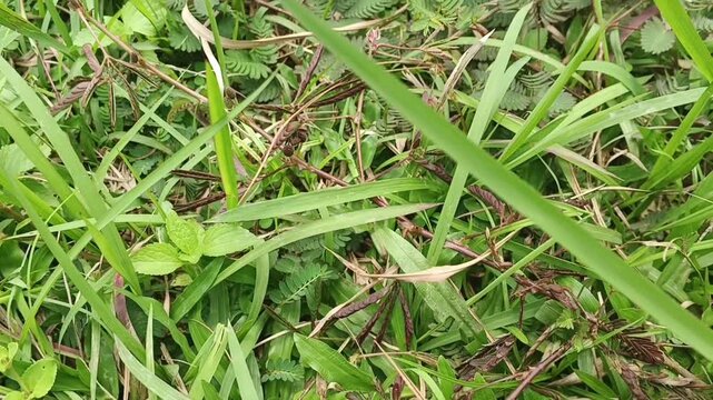 Sensitive plant or shameplant leaves closing up immediately after being touched by a finger.