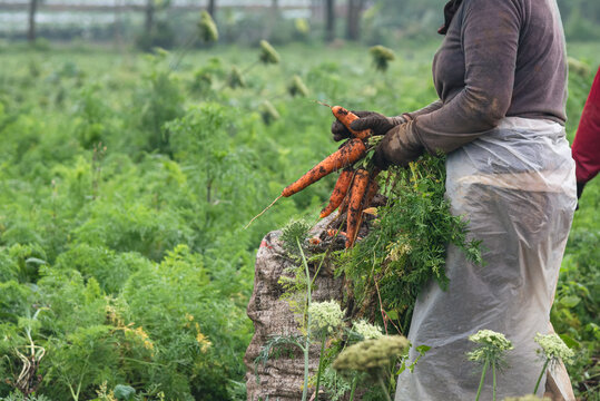 Indonesian farmer harvesting fresh carrots in an agricultural field in Banjarnegara, Central Java, showcasing traditional farming and rural agriculture