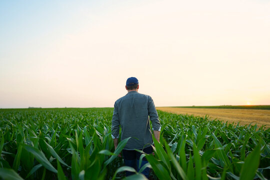 Walking Through Corn Field