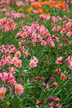 Field of Zinnias
