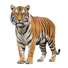 Obraz premium Full body standing tiger looking at camera isolated on transparent background