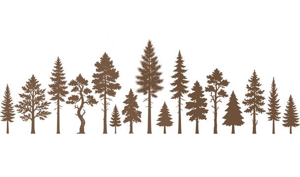 Brown pine forest silhouette horizontal border with various evergreen trees spruce and fir species on white background