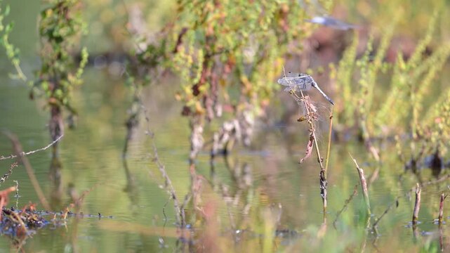 Male Common Skimmer resting on the lookout perched on a Great water dock with other dragonflies flying around it in summer. Orthetrum albistylum, Rumex hydrolapathum, r&eacute;gion Centre, France, Europe