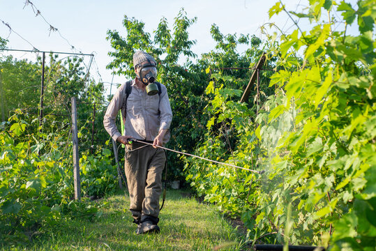 Gardener sprays the vineyard with pesticides