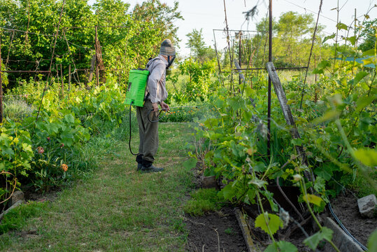Gardener sprays the vineyard with pesticides