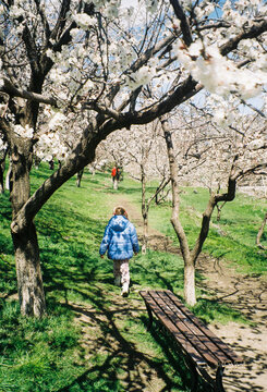 Child Walks Through Blooming Trees in Spring Park