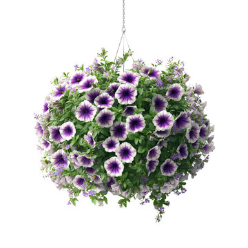 Petunia flowers grow in a hanging basket against a white background.