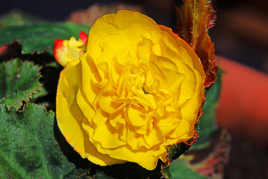 Yellow begonia, in July, 2026.