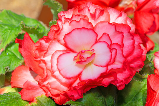 Picotee Begonia 'Majestic.'