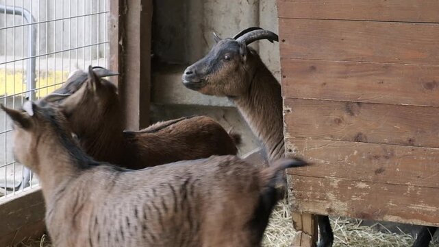 A group of small brown goats standing on straw bedding inside a wooden barn enclosure on a farm.