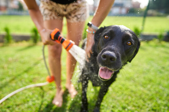 Black dog enjoying an outdoor garden bath