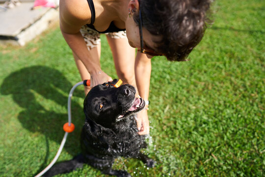 Woman bathing black labrador dog in garden at home