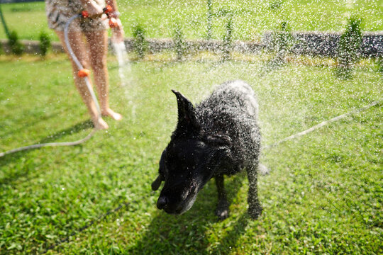 Dog shaking off water during summer garden bath