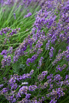 Purple lavender