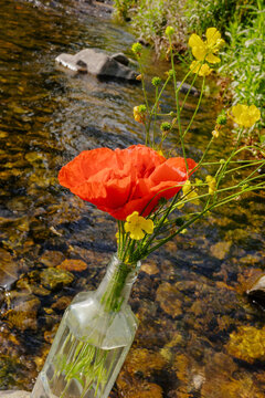 Flowers in a bottle by a flowing stream in sunlight
