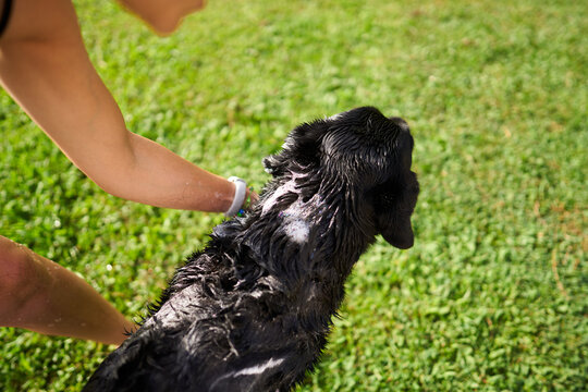 Person washing dog in garden, pet hygiene concept