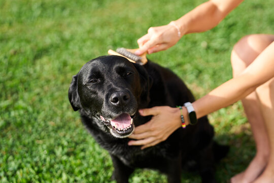 Woman grooming black Labrador dog outdoors in garden