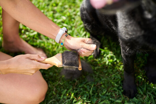 Person grooming and brushing a shedding black dog fur