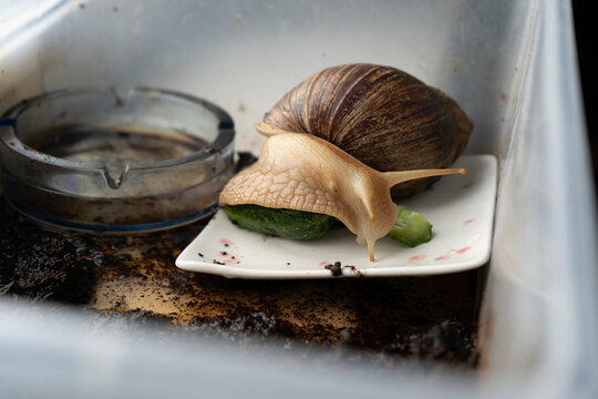 Big snail achatina pet. Animal at home. Eating cucumber veggies food.