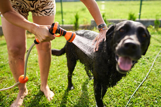 Owner bathing happy black labrador retriever outdoors