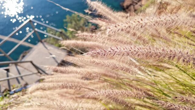 Soft feathery grass plumes swaying in wind above turquoise sea and cliffside walkway in antalya.
