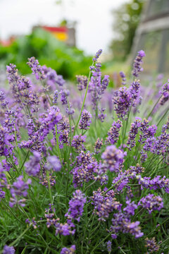 Purple lavender