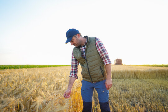 Inspecting Wheat Crop