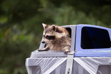 Curious wild raccoon Procyon lotor foraging inside public garbage container © Annette Buchkowski