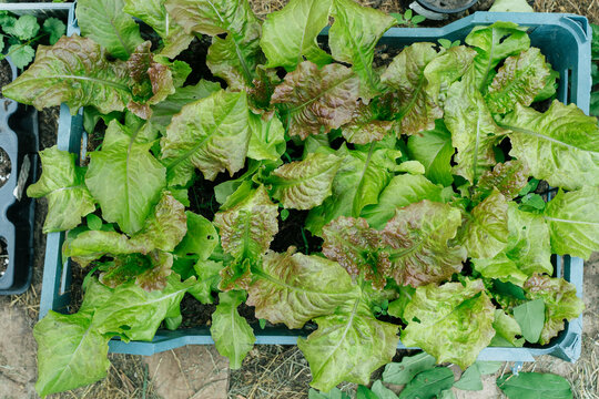 Fresh salad in the garden drawer.