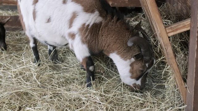 A domestic brown, white, and black spotted goat with horns eating dry hay inside a wooden barn pen.