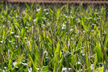 Fototapeta premium Fresh green maize plants growing in a corn field on a sunny summer day with fertile agricultural farmland