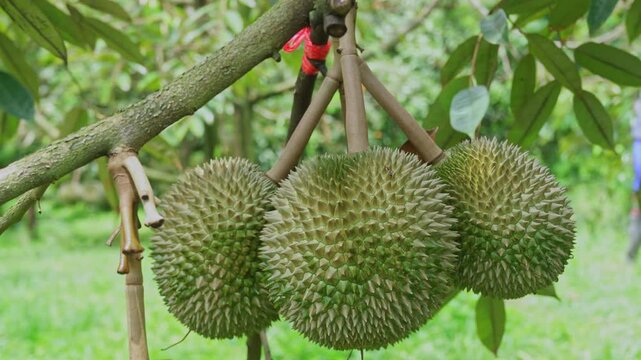 Selective focus on premium volcanic durian fruit hanging on tree in tropical garden plantation.