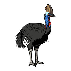 Obraz premium Detailed Vector Illustration of a Southern Cassowary Standing Bird Featuring Vibrant Blue and Red Neck Coloring on a Plain White Background