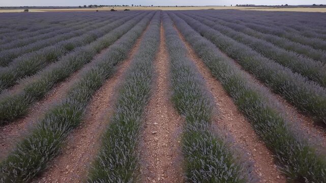 Aerial view flying over lavender field rows