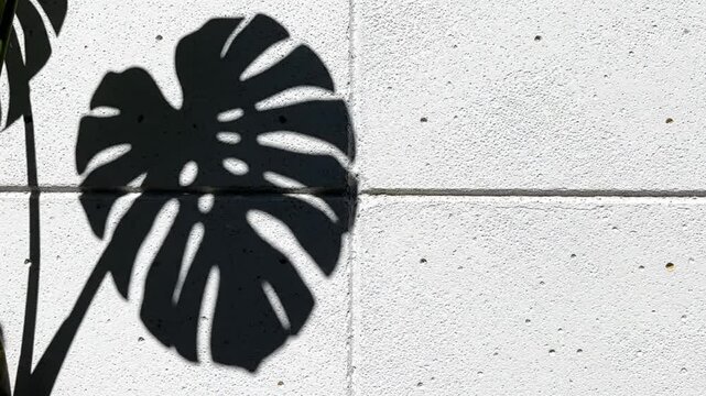 Monstera Deliciosa leaf shadow cast on white concrete block wall texture with bright sunlight.