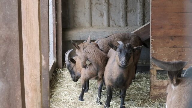 A group of small brown goats standing on straw bedding inside a wooden barn enclosure on a farm.