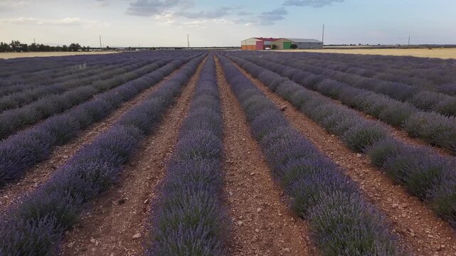 Scenic lavender field blooming in brihuega, spain